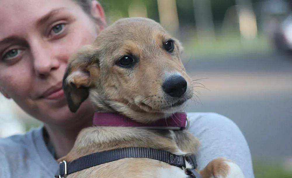 Протест настоява за борба с насилието над животни