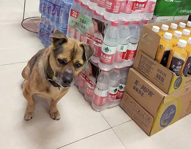 Куче чака 3 месеца стопанина си, починал от К-19