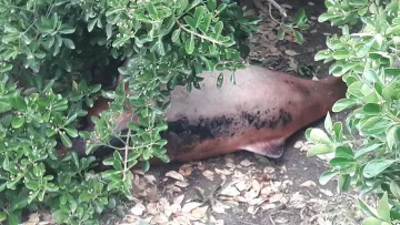 Прокуратурата се зае с мъртвия делфин, намерен на спирка