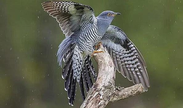 Кукувица прелетя 12 хиляди км и 16 държави