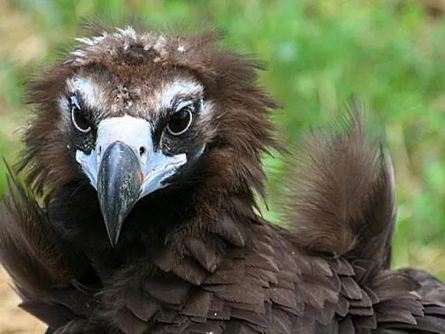 19 дни се борили за живота на рядък лешояд