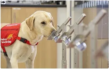 Как кучетата надушват вируса