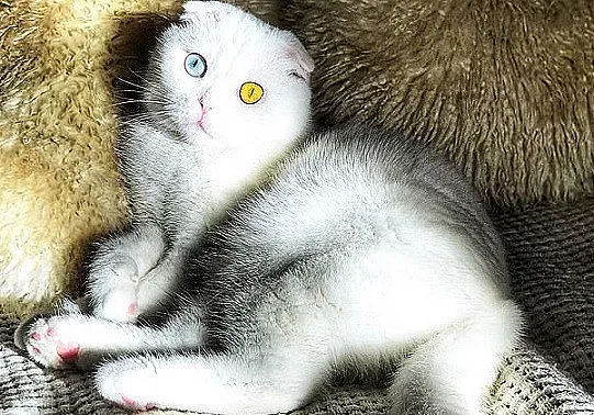 Руснак осинови уникално коте с различни очи