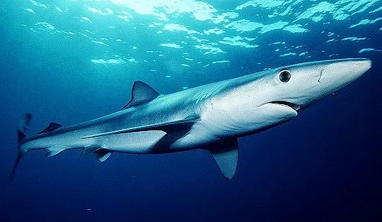 Тревожно: Над 70% от акулите по света са изчезнали