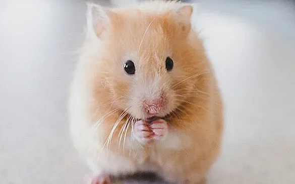 Хамстери доказаха ползата от маските