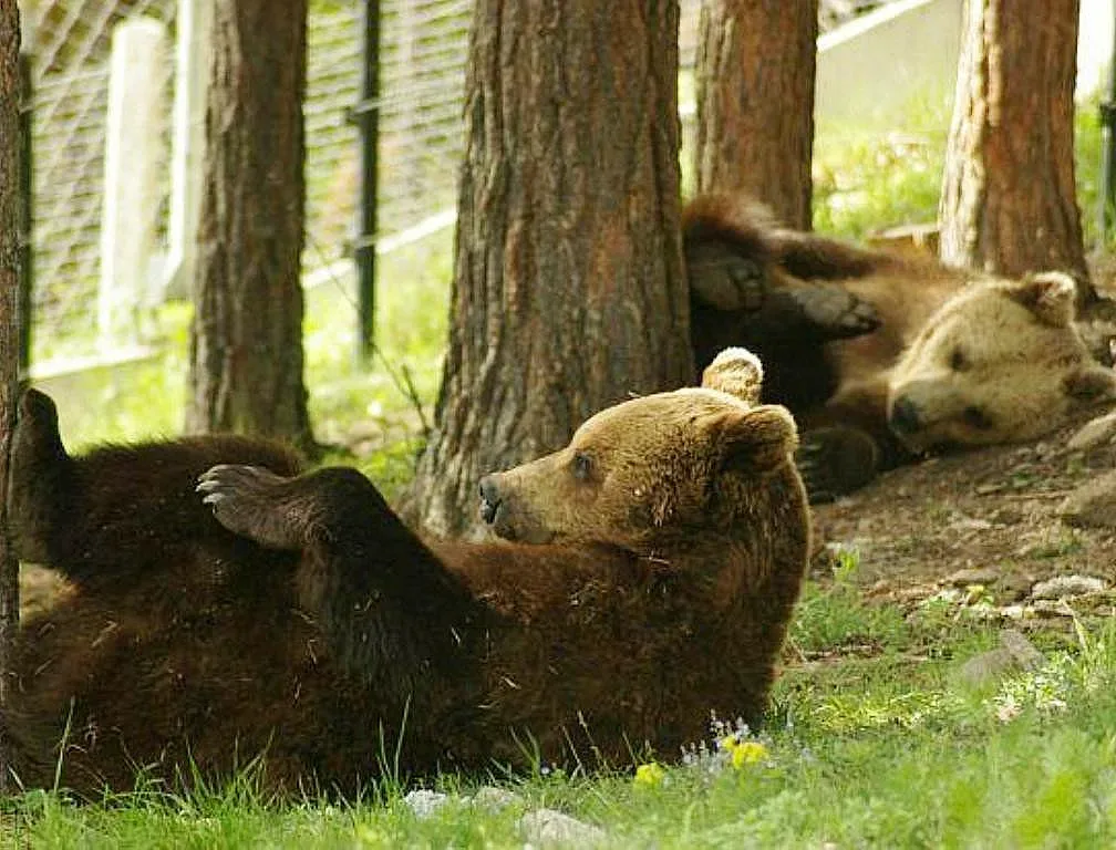 От утре ще може да посещаваме мечките край Белица