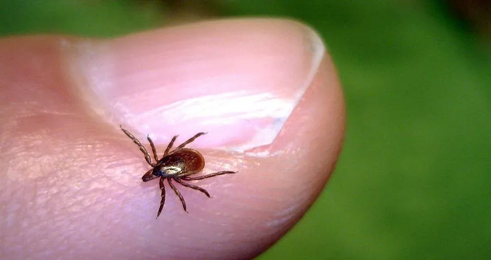 Да се страхуваме ли от кърлежите заради COVID-19?