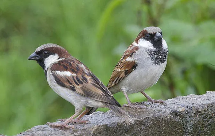 Преброяват врабчетата