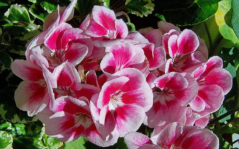 Две растения у дома предпазват от вируси