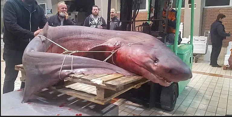 РЕКОРД! Уловиха 330 кг акула