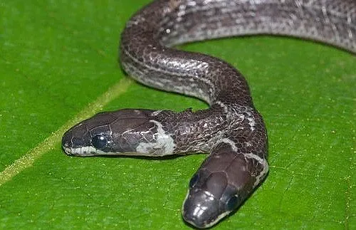 Откриха двуглава змия в Индия