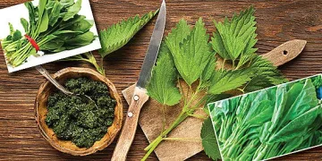 Спа­нак, коп­ри­ва и ла­пад - мо­гъ­що­то трио