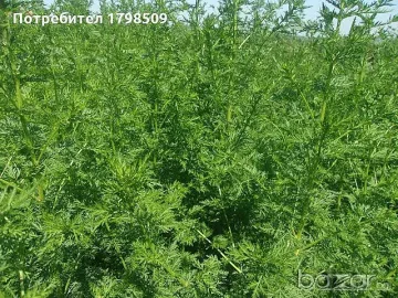 Лекува ли сладкият пелин коронавируса?