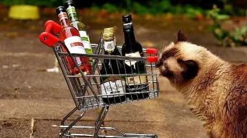 Бездомeн котарак  сочи любимата си храна