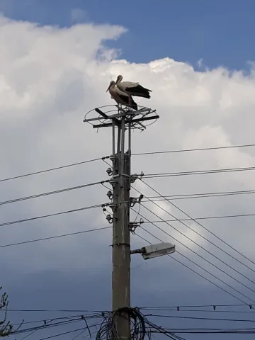 Служители на ЧЕЗ  осигуриха дом за 4 двойки щъркели в с. Баня