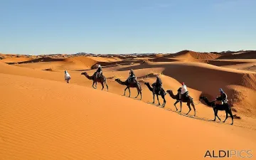 Камила се подхлъзна и причини хаос