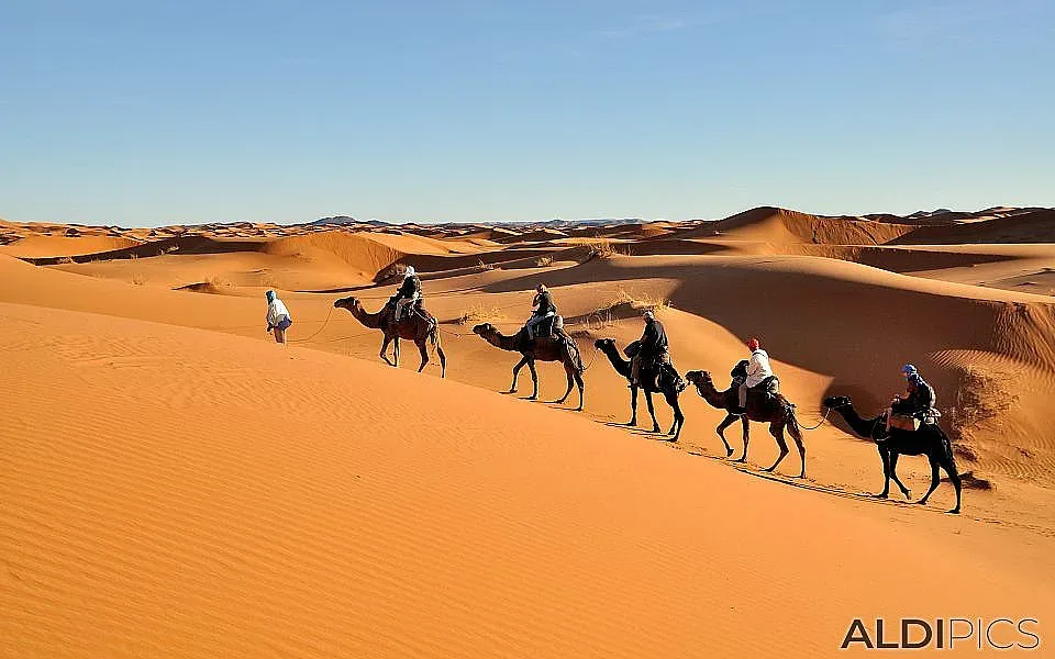 Камила се подхлъзна и причини хаос