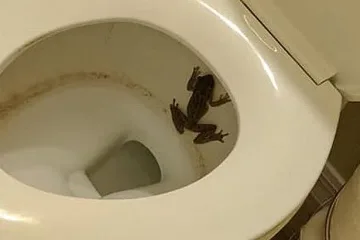 Британци в паника от ходенето в тоалетна