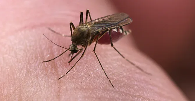 Вирусолог разкри пренасят ли комарите COVID-19