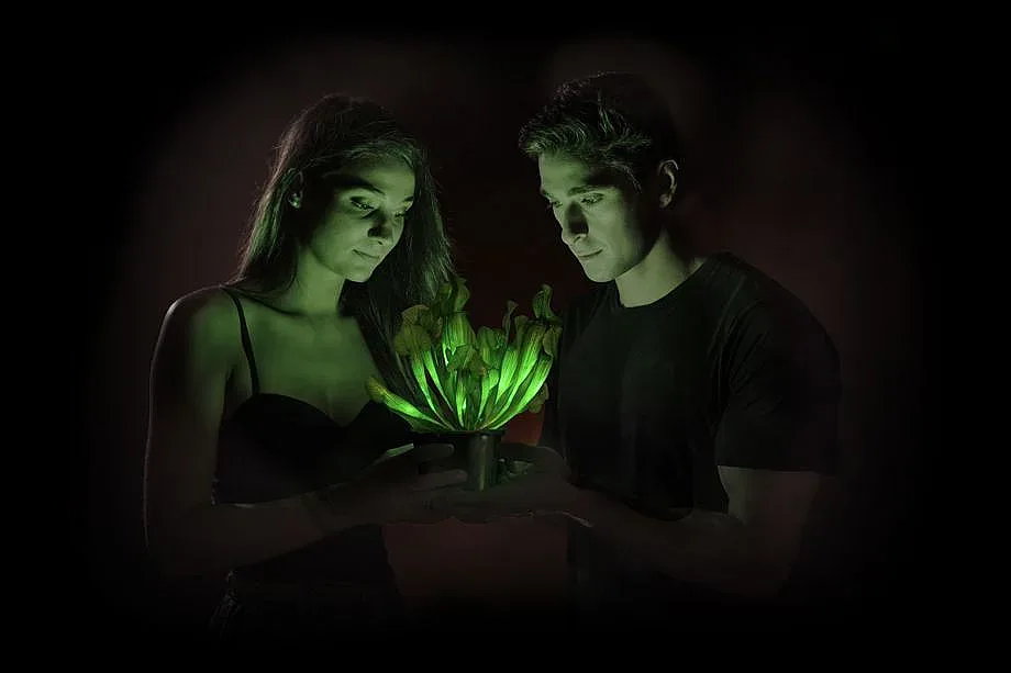 Създадоха светещо в тъмното растение