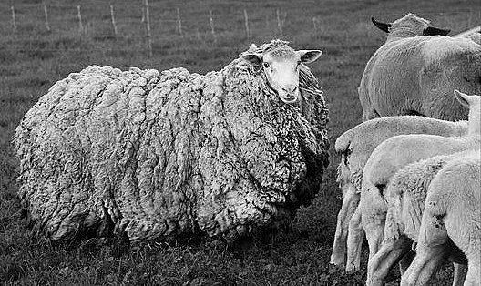 Овчица намери пътя към дома след 7 години