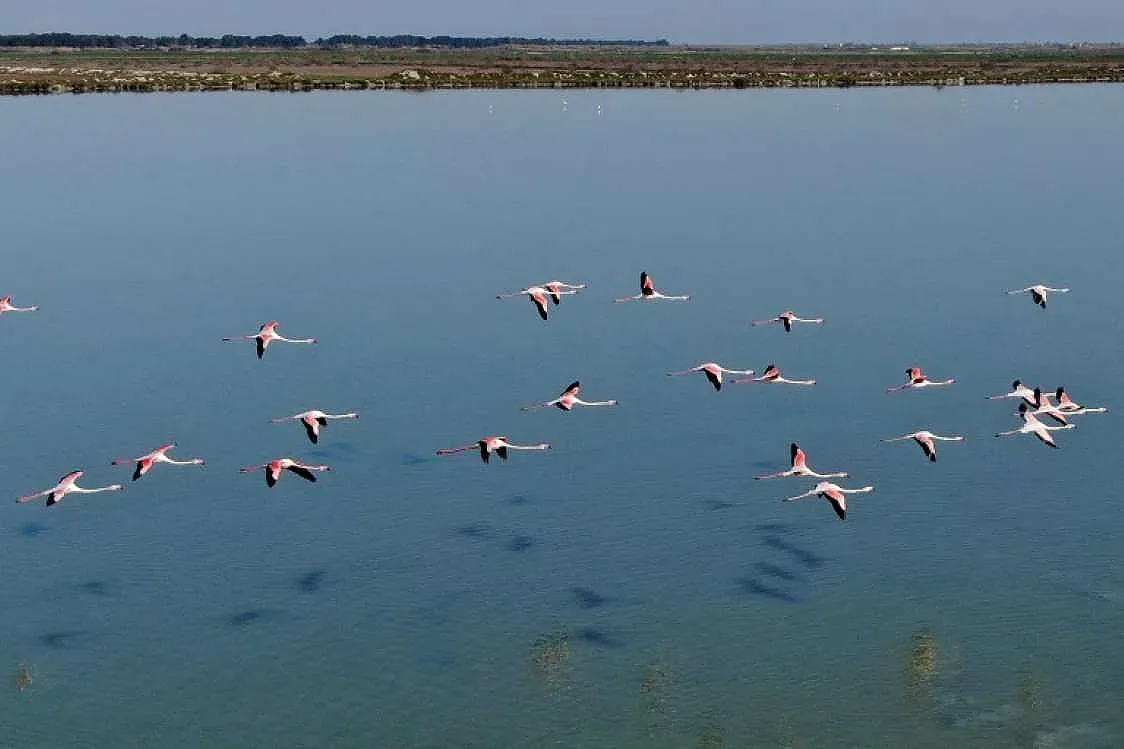 Фламингото се върна в лагуните