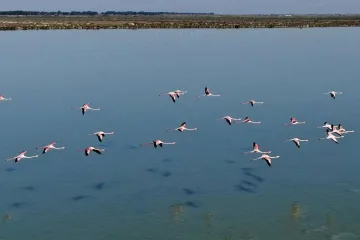 Фламингото се върна в лагуните