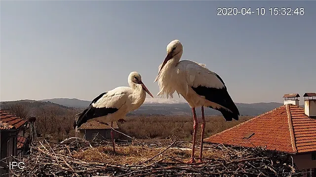 ЧЕЗ Разпределение обезопаси 355 щъркелови гнезда