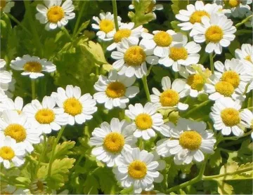 Ген на безсмъртието е открит в растение