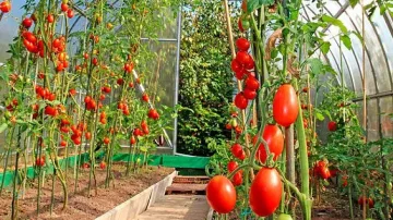 5 млн. за магазини, които изкупуват бг зеленчуци