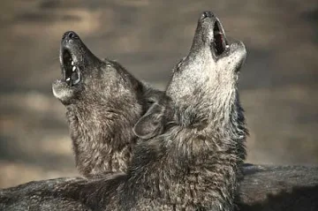 Американци вият като вълци срещу вируса