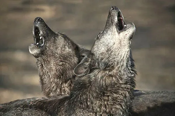 Американци вият като вълци срещу вируса