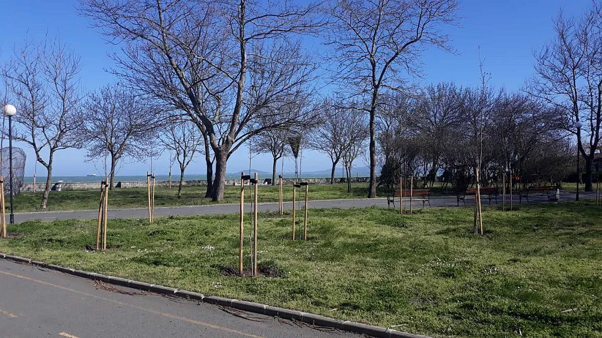 В Бургас засадиха 1634 дървета от ноември досега