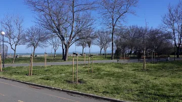 В Бургас засадиха 1634 дървета от ноември досега