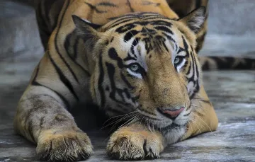 Тигрица пипна коронавирус в Ню Йорк