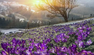 Чудна пролет, гледаме я от балкона