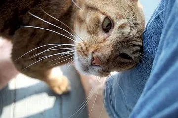 Спокойно - котето и кучето няма да ви заразят