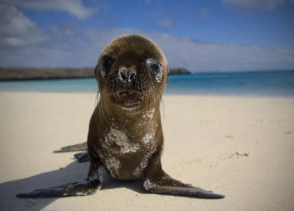 Диего е надеждата на Ди­вия рай