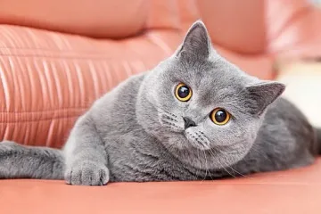 Котките имали по-съвършен мозък от кучетата