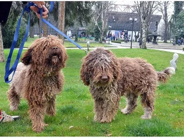 Нова мода: Кучета назаем и плюшени играчки