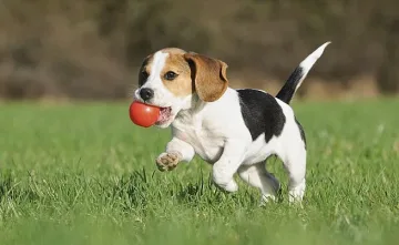 Може с домашни любимци в паркове и градинки