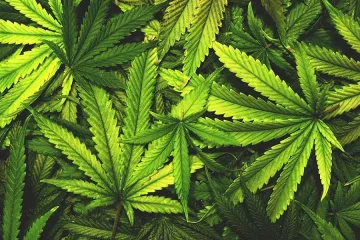 Опашки за марихуана в Нидерландия