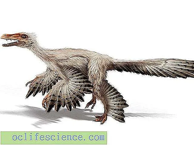 Откриха мини динозавър