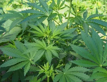 Ние изкупихмe тоалетните рула, нюйоркчаните - тревата