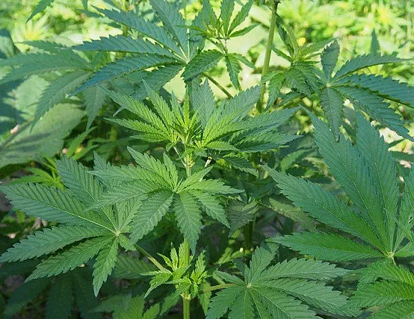 Ние изкупихмe тоалетните рула, нюйоркчаните - тревата