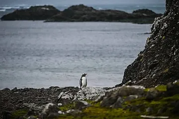 Само един континент чист от заразата