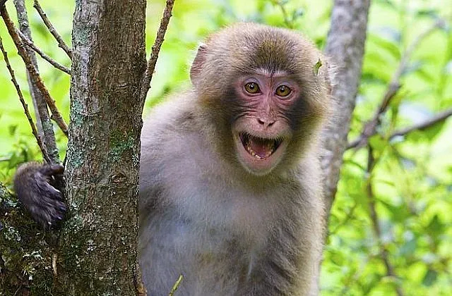Коронавирусът скара маймуните в Тайланд