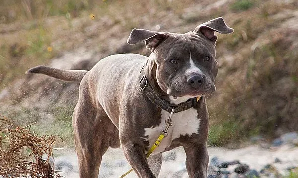 Питбули нахапаха мъж от Монтана