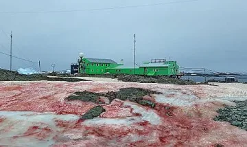 Кървавочервен сняг стресна антарктици