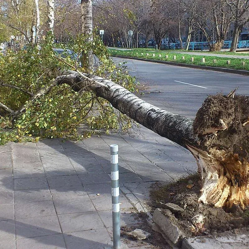 Вятърът изкорени дървета